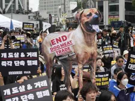 dog meat trade7427839210264154513webp