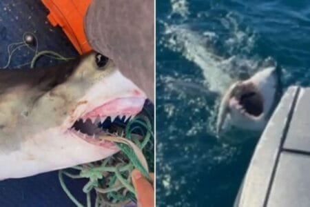 The great white on board the fishing boat