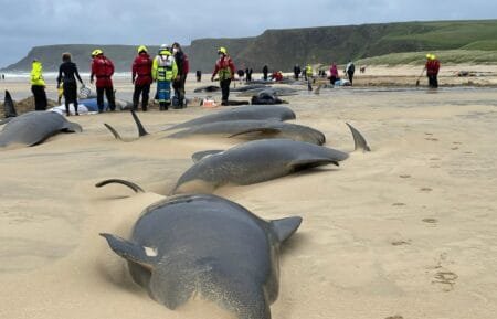 Dozens of Whales found dead on Orkney Beach