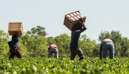 File image: A farm worker is silhouetted. (Joshua A. Bickel, The Canadian Press)