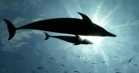 The dolphin has been rubbing its genitals on other unsuspecting swimmers in the sea (Picture: Getty Images)