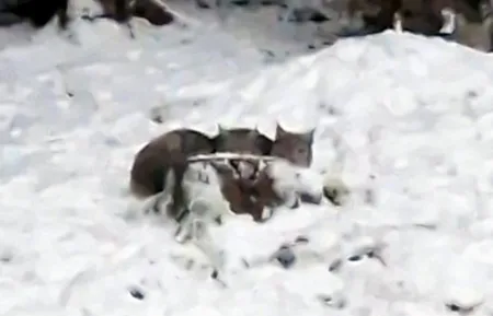The lynx were released in to the Scottish Highlands (Picture: Royal Zoological Society of Scotland)
